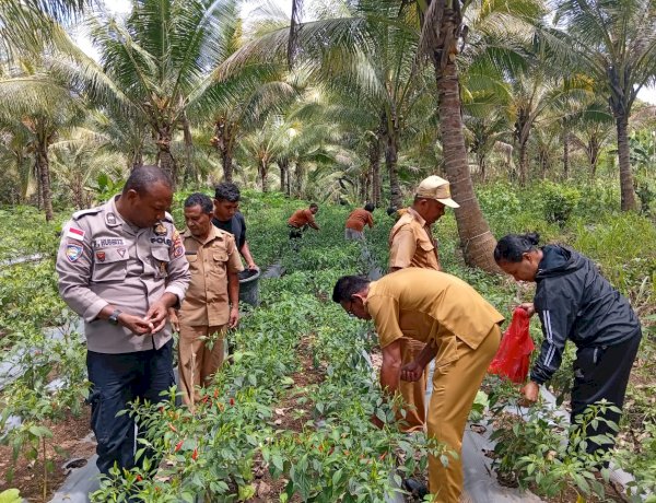 “Dari Pekarangan Bergizi hingga Panen: Polsek Nelle–Nita Tegaskan Komitmen Bangkitkan Ketahanan Pangan”