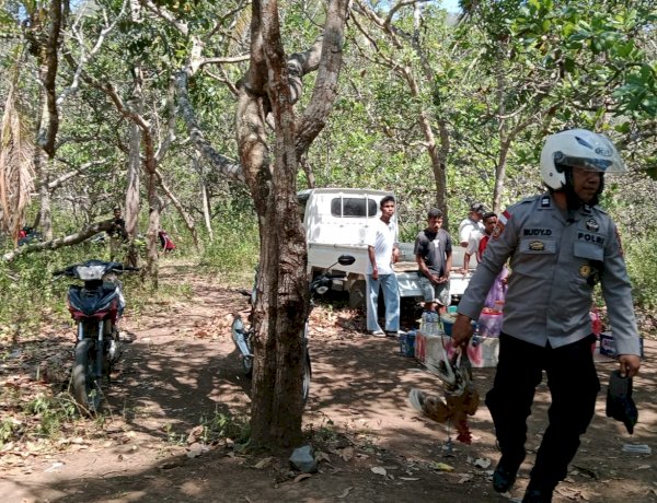 Arena Judi Sabung Ayam Disergap Polsek Paga Polres Sikka, Pelaku Berhamburan, Lima Ayam Diamankan