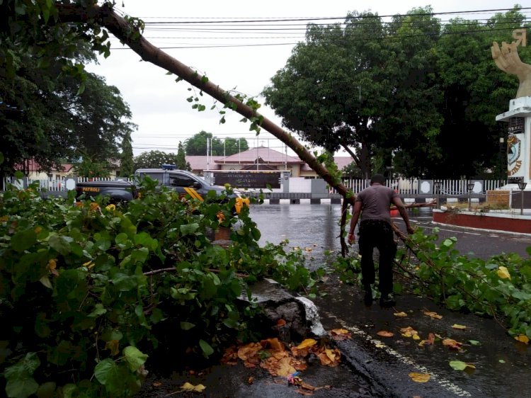 Diguyur Hujan Sejak Subuh, Sampah dan Pohon Tumbang Berserakan Di Jalan, Anggota Polres Sikka Dan Polsek Jajaran Turun Tangan