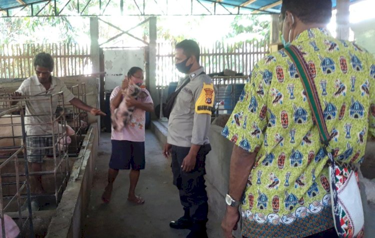 Waspadai African Swine Fever (ASF), Bripka Istanto Sambangi Kelompok Ternak Di Dusun Natar Lorong, Kec. Nelle