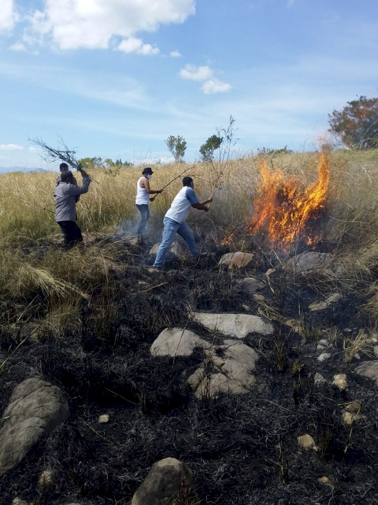 Kebakaran Di Kawasan Hutan Lindung Egon, Desa Hoder, Kapolres Sikka Turun Langsung Padamkan Api Dengan Alat Seadanya
