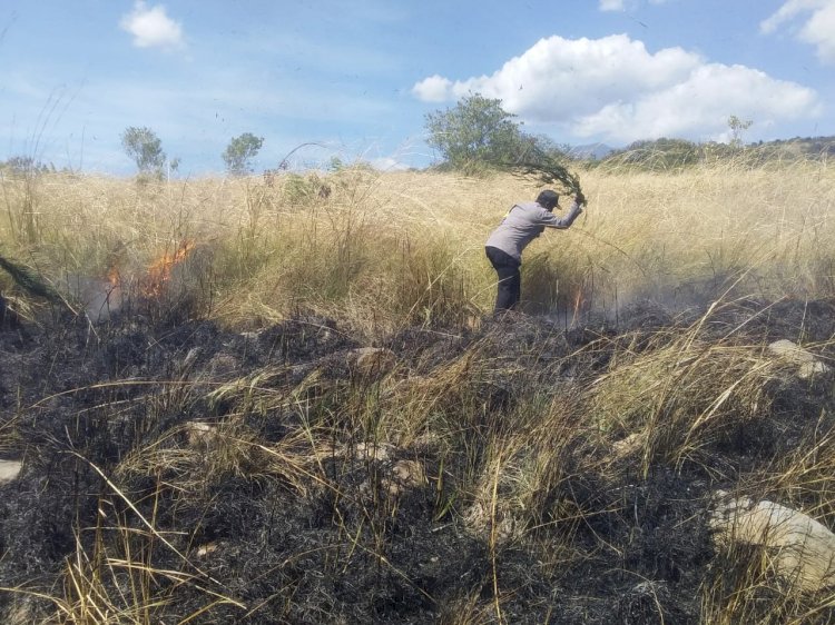 Kebakaran Di Kawasan Hutan Lindung Egon, Desa Hoder, Kapolres Sikka Turun Langsung Padamkan Api Dengan Alat Seadanya
