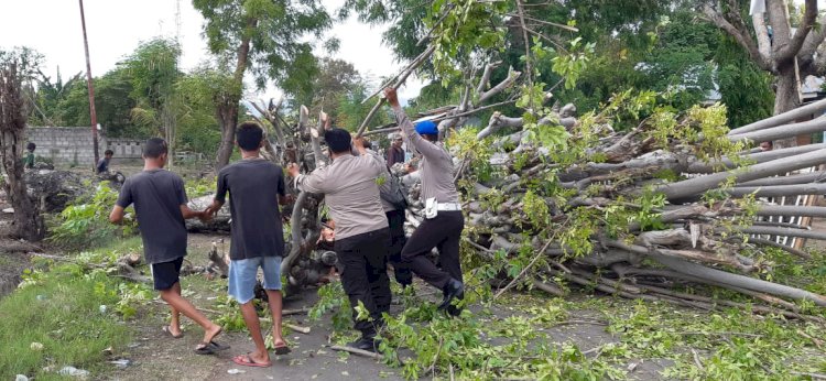 Pohon Tumbang Menutupi Ruas Jalan, Personil Polsek Kewapante Bersama Warga Gotong Royong Bersihkan Pohon Demi Keamanan Pengguna Jalan