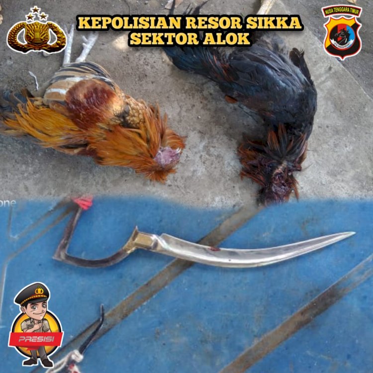 Patroli Rutin Kamtibmas, Polsek Alok Grebek Judi Sabung Ayam di Kota Uneng