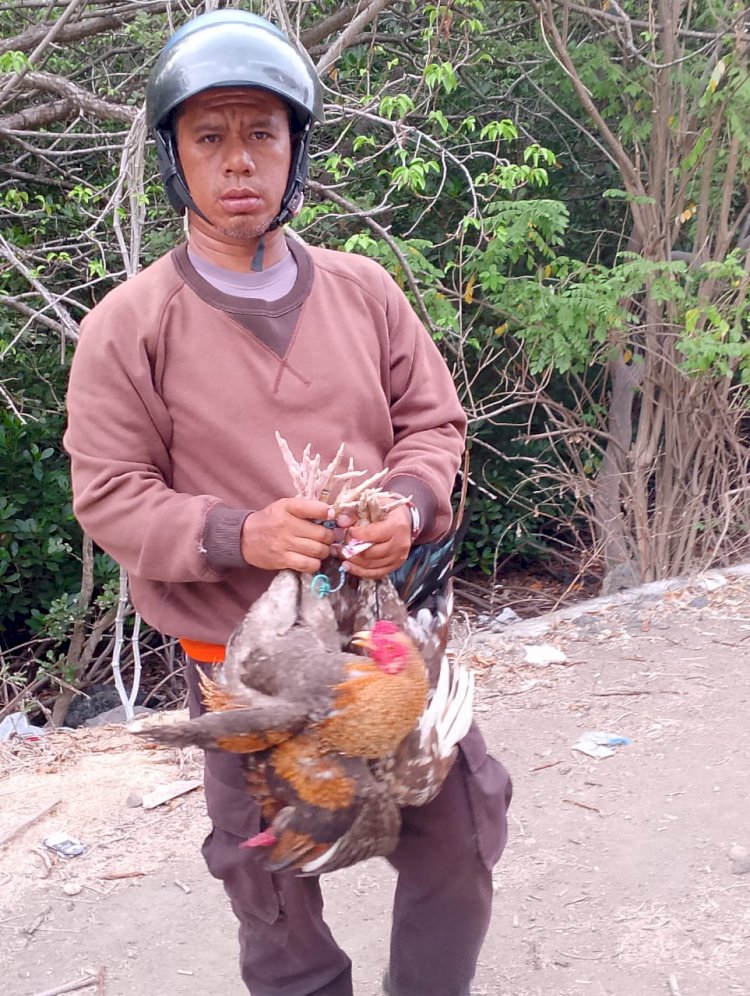 Kapospol Ndete Bubarkan Perjudian Sabung Ayam di Woloboa
