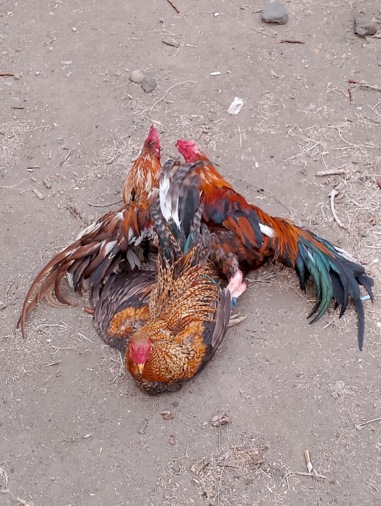 Kapospol Ndete Bubarkan Perjudian Sabung Ayam di Woloboa