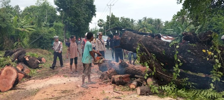 Anggota Polsek Waigete Sigap Bersama Warga Bersihkan Pohon Tumbang Akibat Cuaca Ekstrem Yang Halangi Jalan Raya Maumere-Larantuka