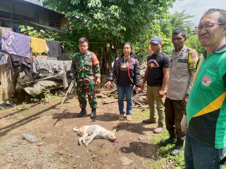 Bhabinkamtibmas Ikut Serta dalam Kegiatan Penertiban Hewan Penular Rabies di Kelurahan Wolomarang, Alok Barat