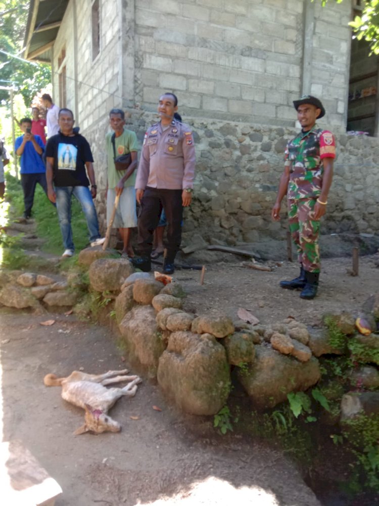 Bhabinkamtibmas Polsek Bola Bersama Aparat Desa Wolonterang Lakukan Eliminasi Terhadap Hewan Penular Rabies (HPR)
