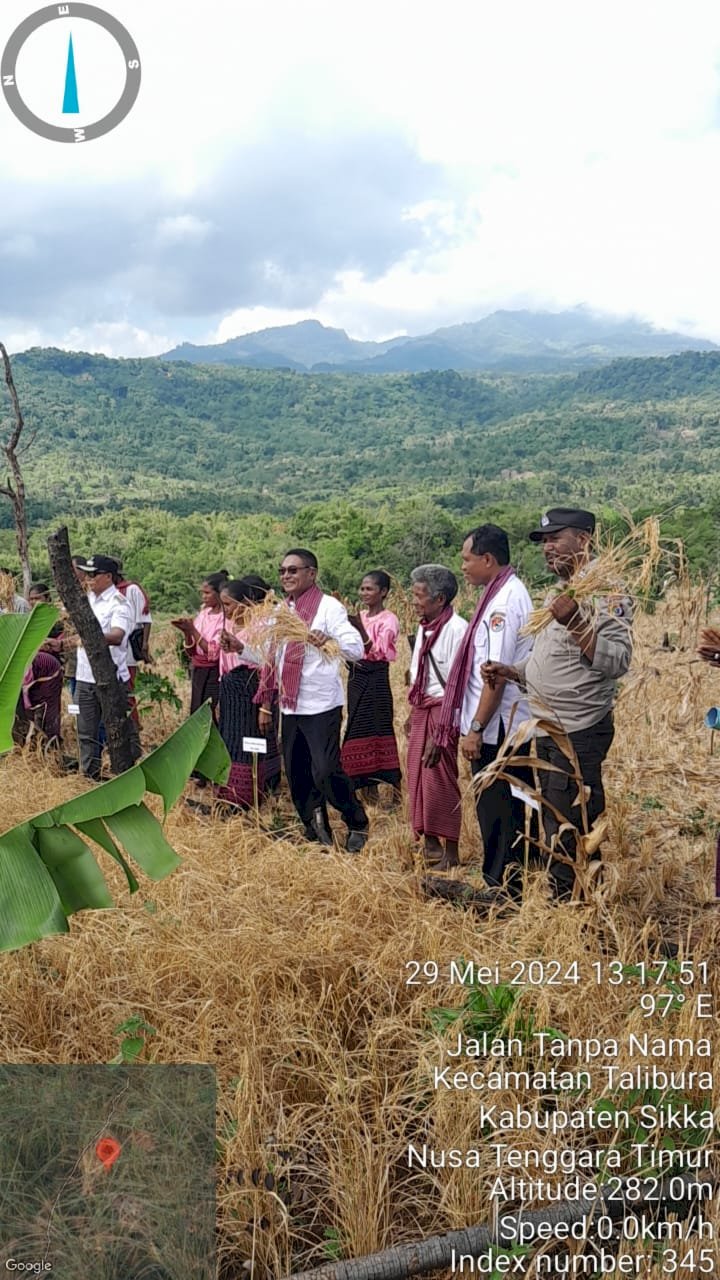 Bhabinkamtibmas Desa Ilin Medo Kec. Waiblama Turut Ikuti Panen Raya