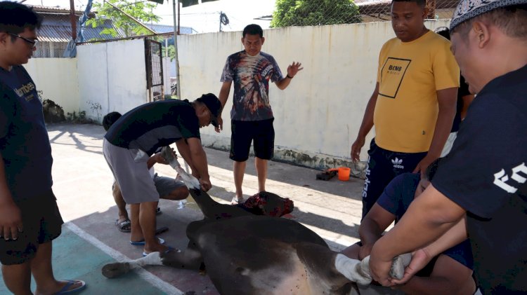 Polres Sikka Laksanakan Penyembelihan Hewan Kurban pada Hari Raya Idul Adha