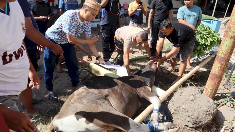 Polres Sikka Laksanakan Penyembelihan Hewan Kurban pada Hari Raya Idul Adha