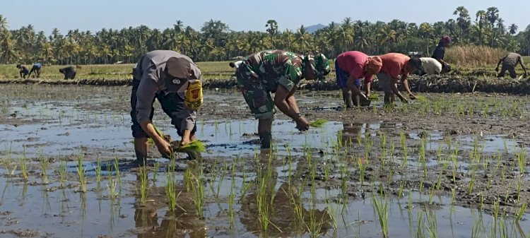 Polres Sikka Gandeng TNI dan Masyarakat dalam Kegiatan Penanaman Padi di Desa Nebe