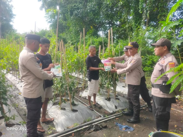 Polsek Paga Berikan Bantuan Bibit Holtikultura untuk Tingkatkan Ketahanan Pangan