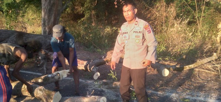 Pohon Asam Tumbang di Hitohalok, Waigete, Mengganggu Arus Lalulintas, Kapolsek dan Masyarakat Bersatu Bersihkan Lokasi