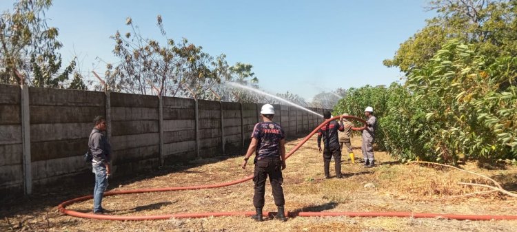 POLRES SIKKA BERSAMA PIHAK PLTMG, PEMADAM KEBAKARAN DAN DEN B PELOPOR PADAMKAN KEBAKARAN LAHAN MILIK PLTMG 40 MW WAIRITA, DESA HODER, KEC. WAIGETE, KAB. SIKKA