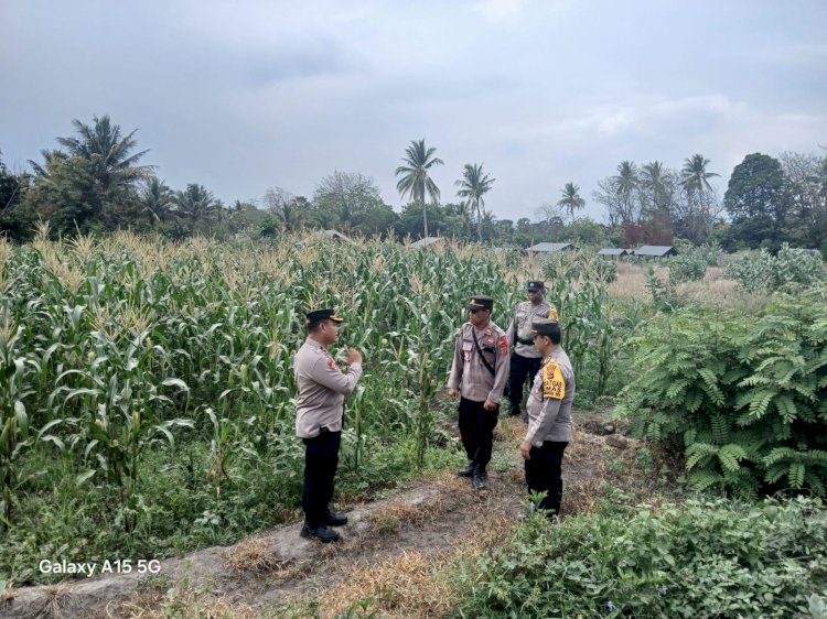 Waka Polres Sikka Mengecek Lahan Pertanian Polsek Waigete dalam Rangka Program Ketahanan Pangan Nasional