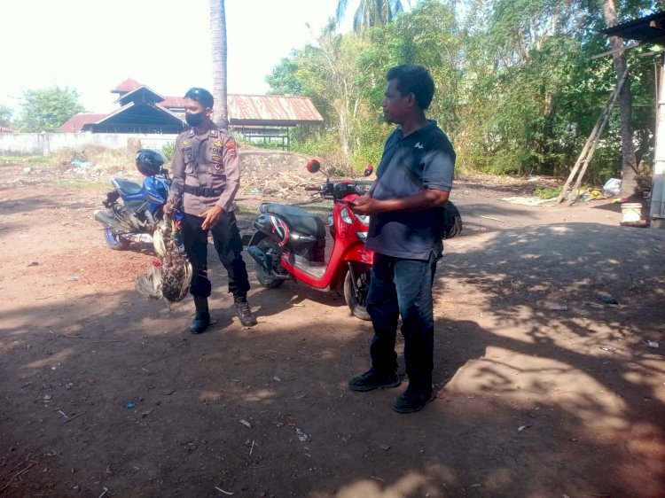 Polsek Alok Gerebek Judi Sabung Ayam Barang Bukti Diamankan