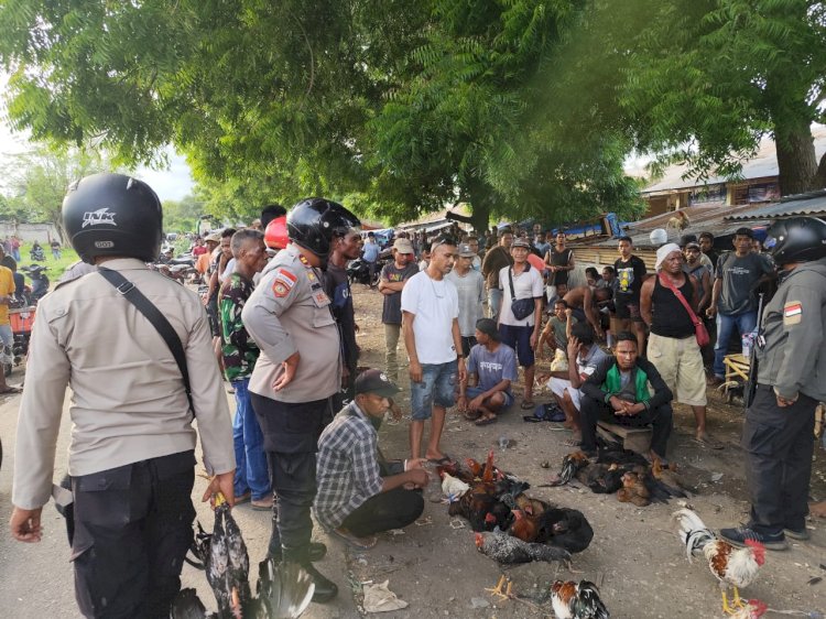 Polsek Kewapante Gagalkan Judi Sabung Ayam di Pasar Wairkoja, Pelaku Kabur saat Penggerebekan