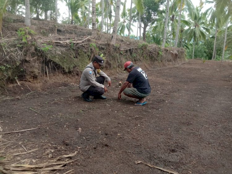 Bhabinkamtibmas Polres Sikka Kawal Program Penanaman 1 Juta Hektar Jagung untuk Ketahanan Pangan Nasional