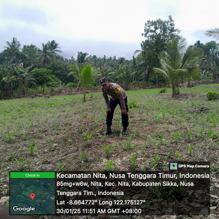 Pastikan Keberhasilan Program Ketahanan Pangan ; Bhabinkamtibmas Nitakloang Awasi Tanaman Jagung