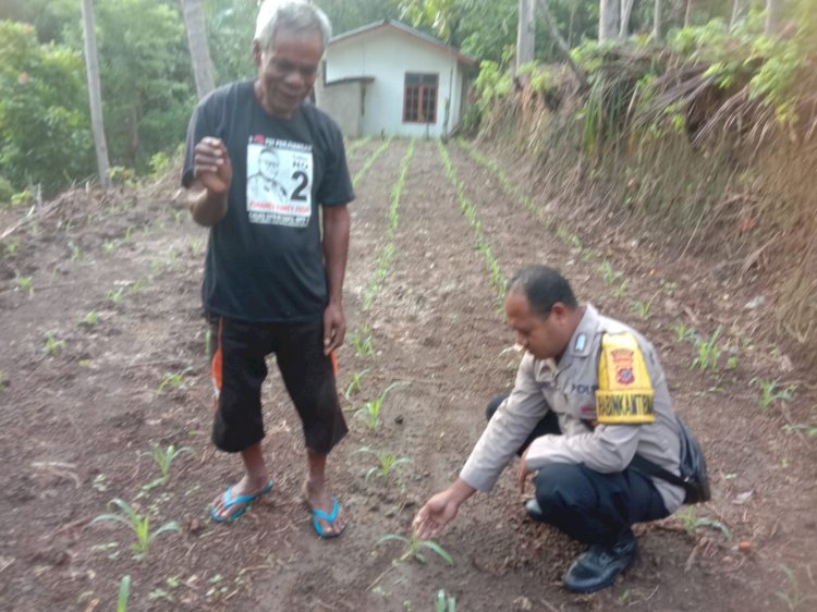 Bhabinkamtibmas Polres Sikka Aktif Dukung Program Ketahanan Pangan Nasional, Dapat Apresiasi dari Pejabat Polres Sikka