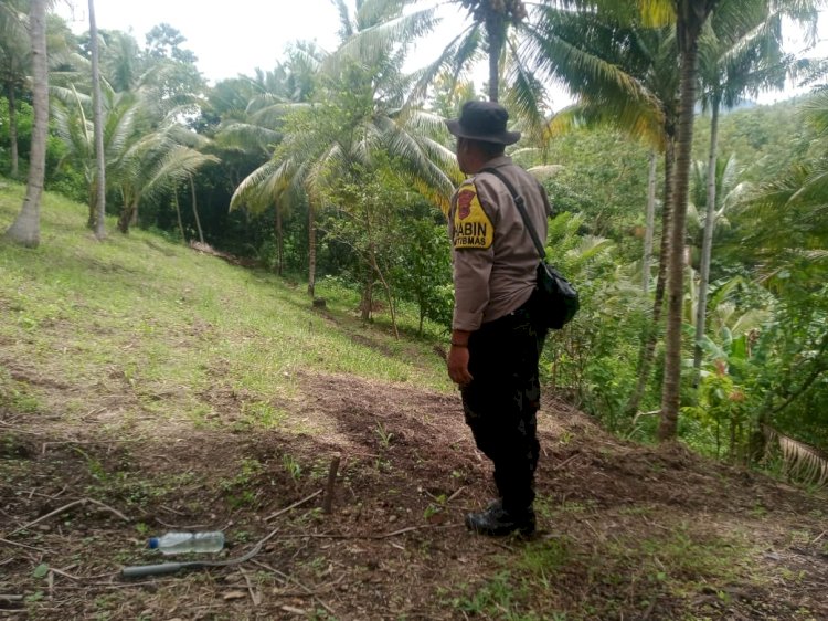 Bhabinkamtibmas Polres Sikka Aktif Monitoring Program Penanaman Jagung Serentak 1 Juta Hektar Untuk Dukung Ketahanan Pangan Nasional