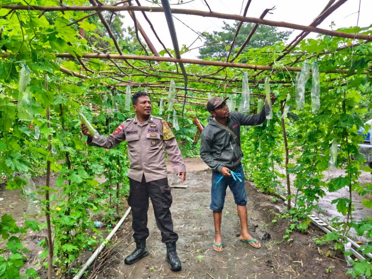 Warga Antusias Kembangkan Lahan Hortikultura : Polsek Kewapante dan Polsek Paga Dukung Program Ketahanan Pangan