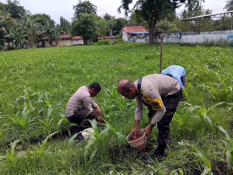 Sukseskan Program Ketahanan Pangan, Bripka Damianus Daty Turun ke Sawah, Bantu Petani Bersihkan Gulma dan Pemupukan