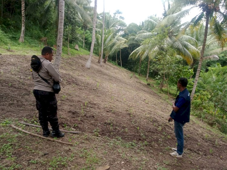 Dukung Ketahanan Pangan  di Lela dan Hokor : Bhabinkamtibmas Polres Sikka Aktif Pantau Perkembangan Jagung