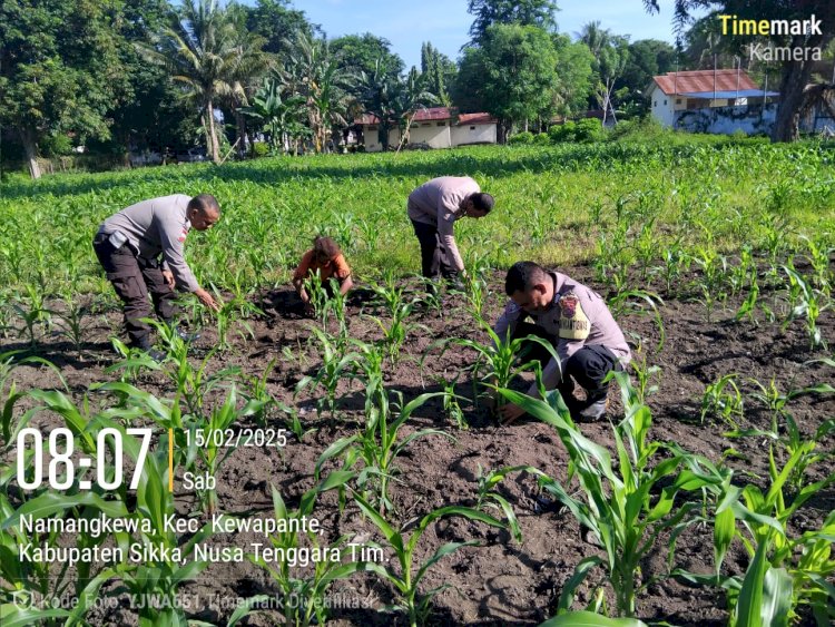 Pantau Perkembangan Tanaman Jagung : Bhabinkamtibmas Polsek Kewapante dan Polsek Alok Turun Medan.