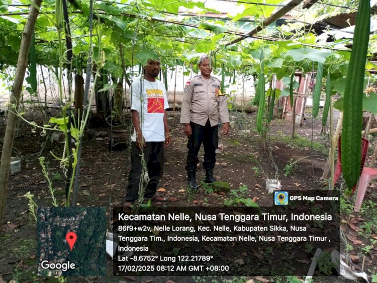 Panen Oyong-Oyong di Desa Nelle Lorang, Polsek Nelle Aktif Wujudkan Ketahanan Pangan