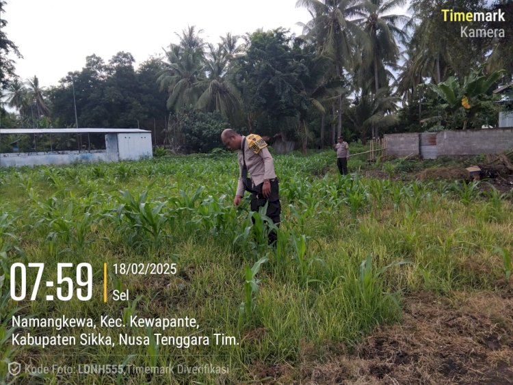 Bhabinkamtibmas Namangkewa dan Petani Rawat Lahan Jagung Dukung Ketahanan Pangan Nasional