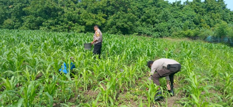 Bhabinkamtibmas Polres Sikka Bantu Pemupukan Jagung dalam Program Ketahanan Pangan