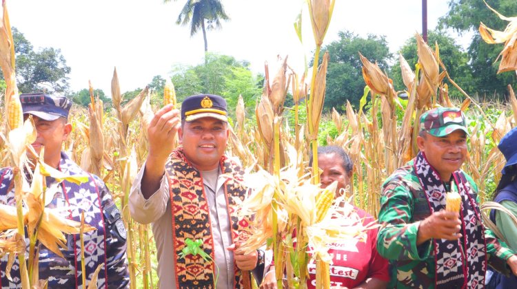 Kapolres Sikka dan Forkopimda Panen Raya Jagung Serentak, Dukung Ketahanan Pangan Nasional