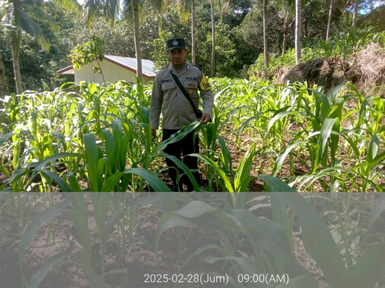 Bhabinkamtibmas Intensifkan Pemmantauan Berkala Dukung Petani Jagunh Capai Hasil Optimal