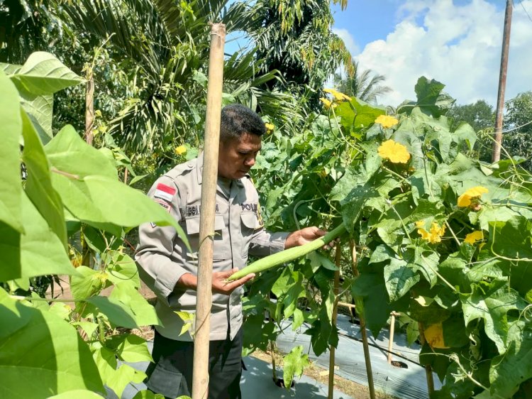 Polres Sikka Dukung Ketahanan Pangan: Polsek Waigete, Lela, Paga, Dan Bola Lakukan Pendampingan Petani