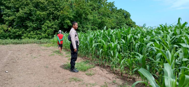 Bhabinkamtibmas Turun ke Lahan, Polres Sikka Pastikan Program Ketahanan Pangan Berjalan Optimal