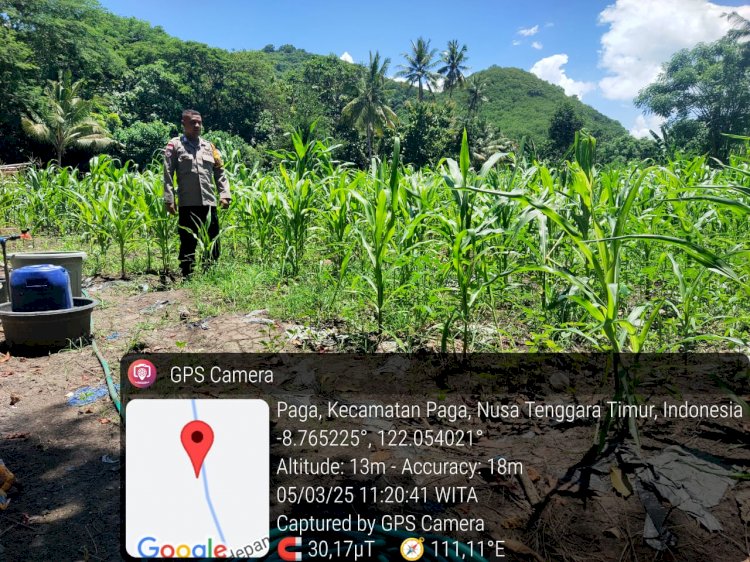 Bhabinkamtibmas Desa Lowolabo Pantau Perkembangan Tanaman Jagung Kelompok Tani Mandiri