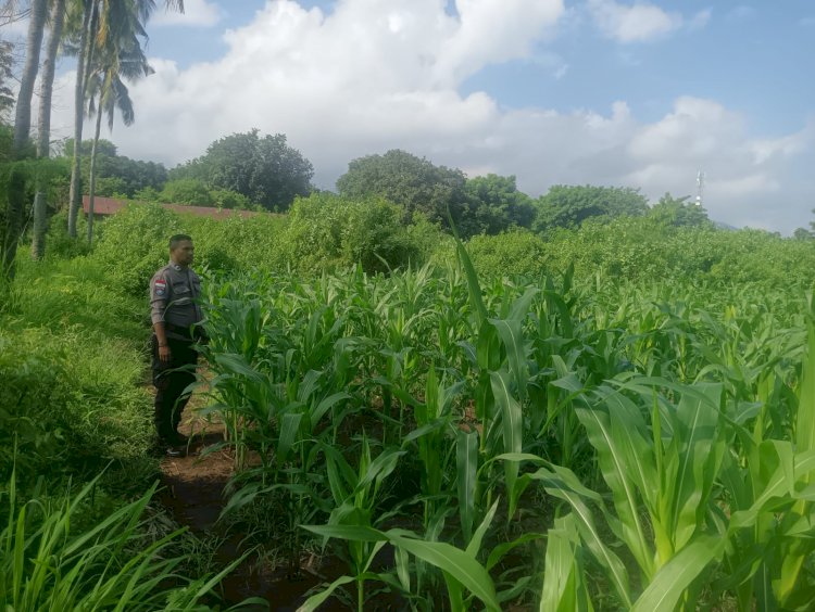 Polres Sikka Pantau Program Ketahanan Pangan, Bhabinkamtibmas Cek Perkembangan Tanaman Jagung di Dua Kecamatan