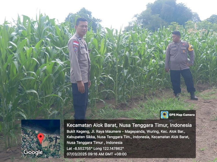 Bhabinkamtibmas Polres Sikka Dukung Program Ketahanan Pangan, Pantau Pertumbuhan Jagung di Dua Lokasi