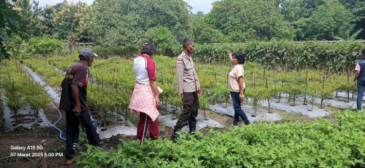 Bhabinkamtibmas Dampingi Petani, Lahan Tidur Berubah Jadi Sumber Pangan