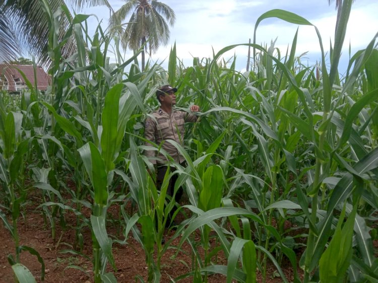 Dukung Petani, Polres Sikka Aktif Pantau Perkembangan Jagung untuk Stabilitas Pangan