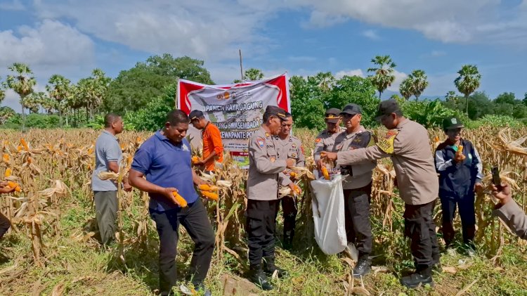 Panen Raya Jagung di Kangae, Langkah Nyata Menuju Swasembada Pangan Kabupaten Sikka Emas