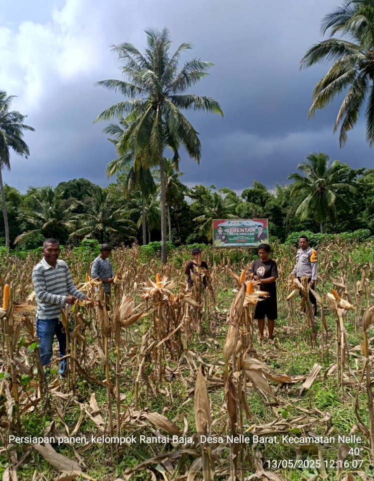 “Panen Jagung Siap Digelar, Bhabinkamtibmas dan Petani Bersinergi di Nelle Barat Sikka”
