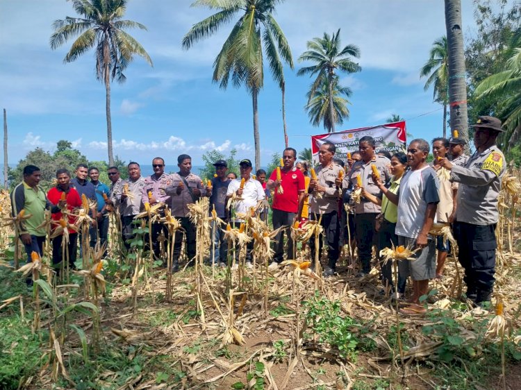 Bersama Petani, Polsek Bola Panen Jagung Hibrida Sebagai Komitmen Swasembada Pangan