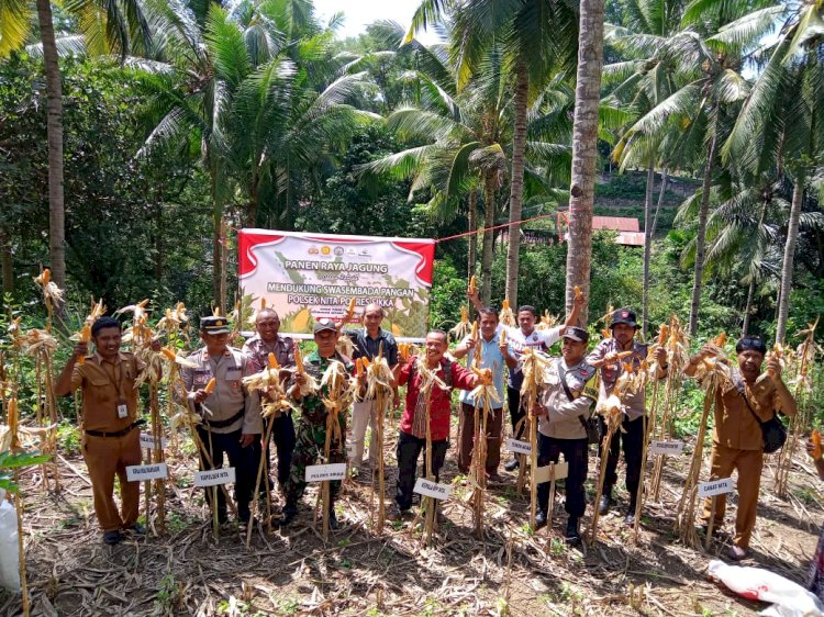 Wujudkan Swasembada Pangan, Bhabinkamtibmas Desa Takaplager Dampingi Panen Raya Jagung Bersama Poktan Dodor Hoor
