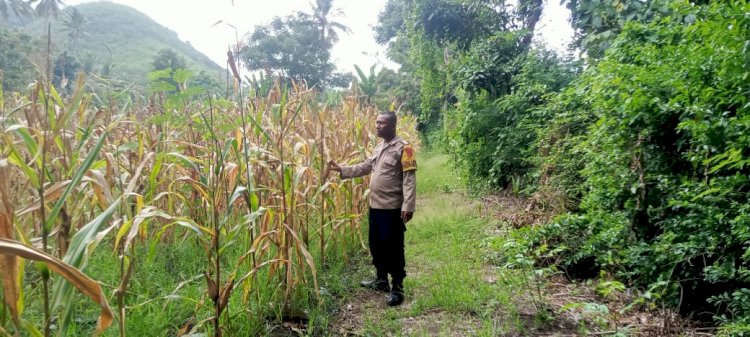 Jagung Hibrida di Lowolabo Sikka Tumbuh Subur, Bhabinkamtibmas Ikut Kawal Panen Petani