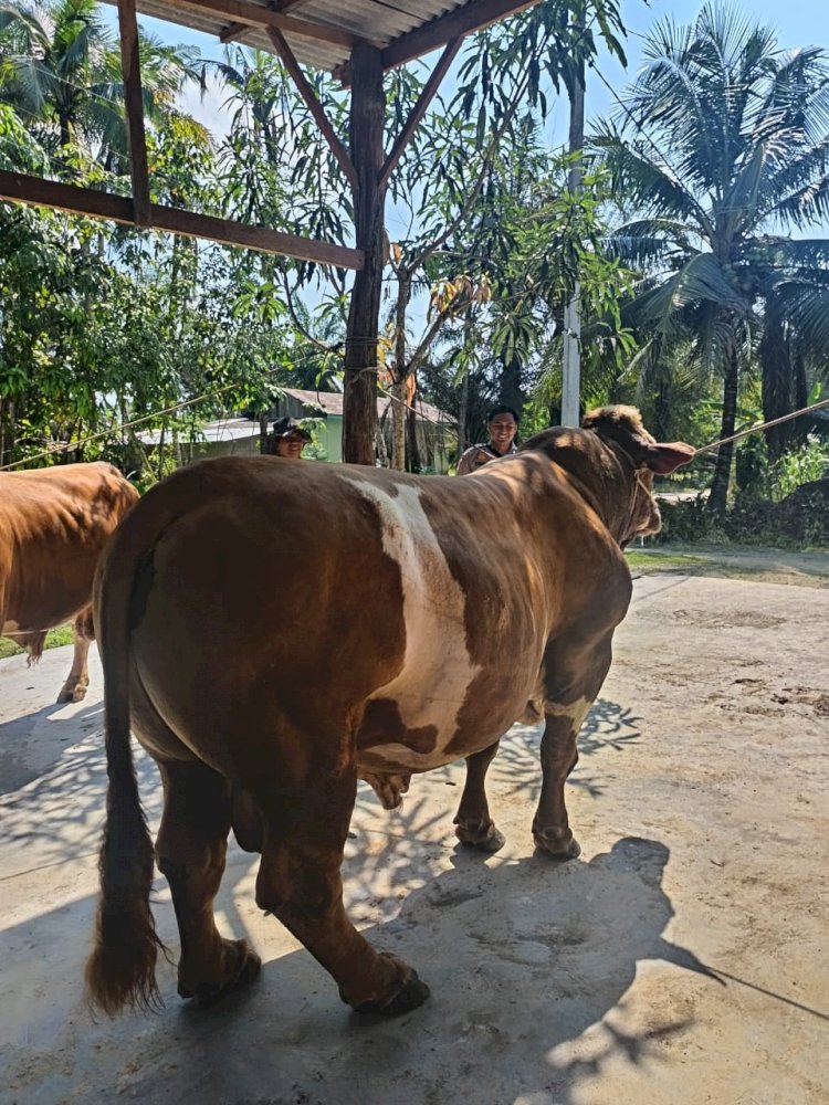 Sapi Milik Bhabinkamtibmas Terpilih Jadi Hewan Kurban Presiden Prabowo di Indragiri Hulu