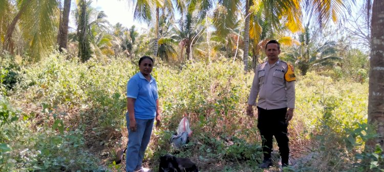 Bhabinkamtibmas Polres Sikka Gencarkan Pendampingan Petani, Puluhan Hektar Lahan Siap Tanam Jagung